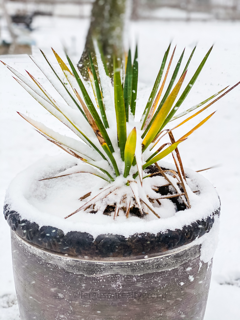 frozen outdoor plant