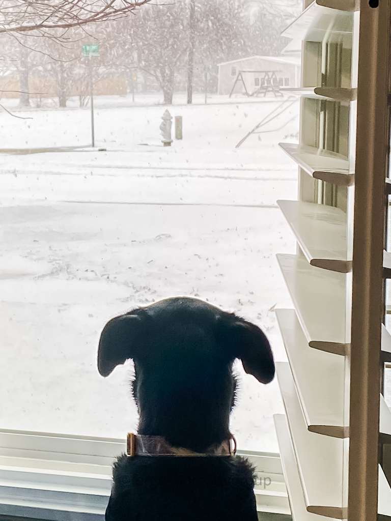 dog looking out window at snow